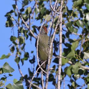 Eurasian Green Woodpecker