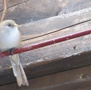 Bearded Parrotbill