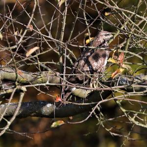 Common Buzzard