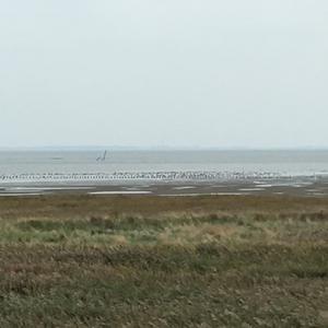 Eurasian Curlew