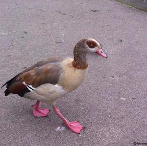 Egyptian Goose