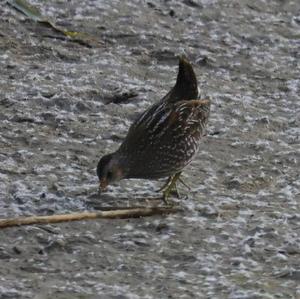 Spotted Crake