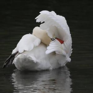 Mute Swan