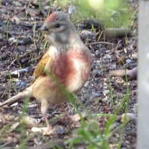 Eurasian Linnet