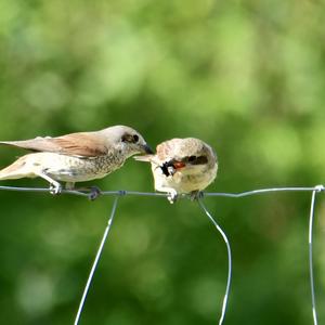 Red-backed Shrike