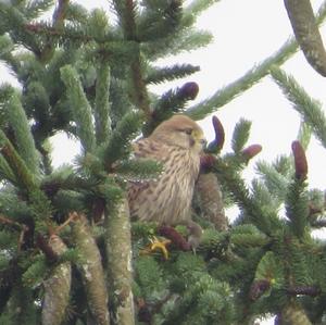 Common Kestrel