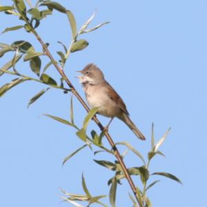 Common Whitethroat