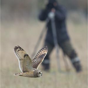 Short-eared Owl