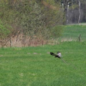 Western Marsh-harrier