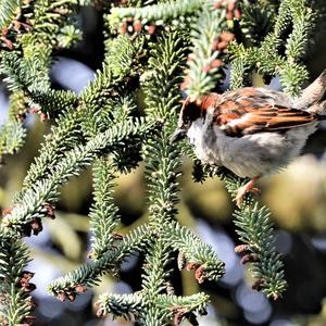 House Sparrow