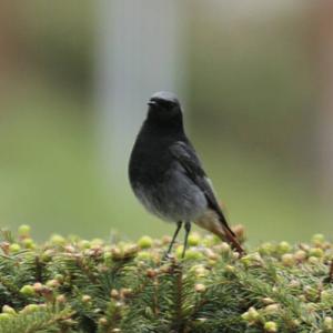 Black Redstart