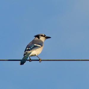 Blue Jay