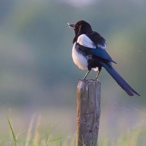 Black-billed Magpie