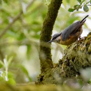 Wood Nuthatch