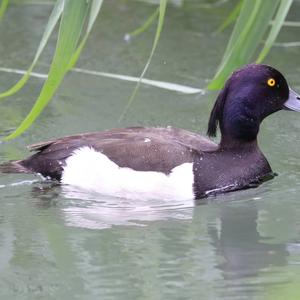 Tufted Duck