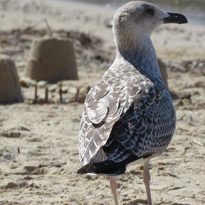 Herring Gull