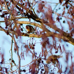 European Goldfinch