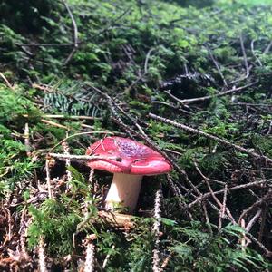 Tall Russula