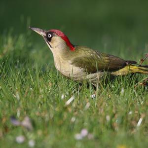 Grey-faced Woodpecker