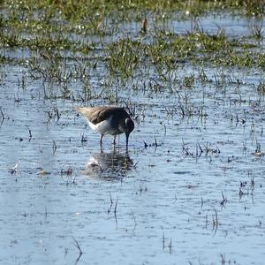 Common Sandpiper