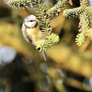 Blue Tit