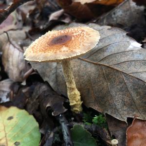 Lepiota magnispora