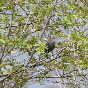 Red-winged Blackbird