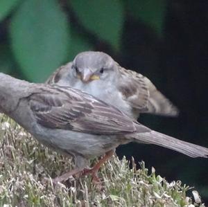 House Sparrow