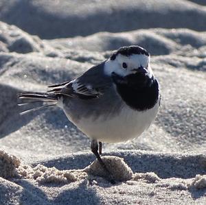 White Wagtail