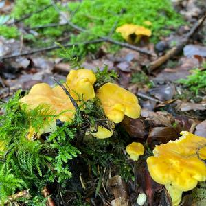 Chanterelle, Common