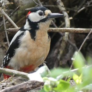 Great Spotted Woodpecker