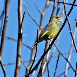 European Greenfinch