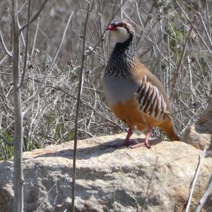 Red-legged Partridge