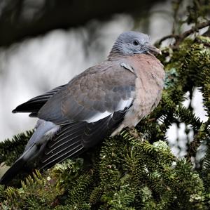 Common Wood-pigeon