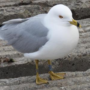 Ring-billed Gull