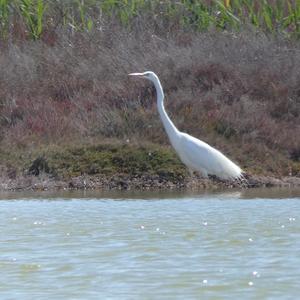 Great Egret