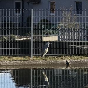 Grey Heron