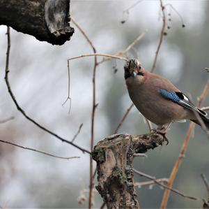 Eurasian Jay