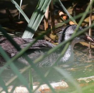 Common Moorhen