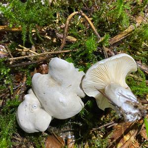 Sweetbread Mushroom