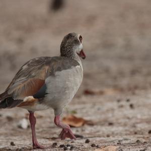 Nilgans