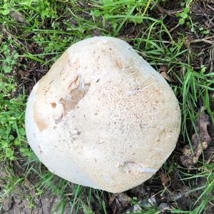 Giant Puffball