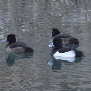 Tufted Duck