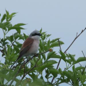 Red-backed Shrike