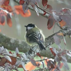 Great Tit