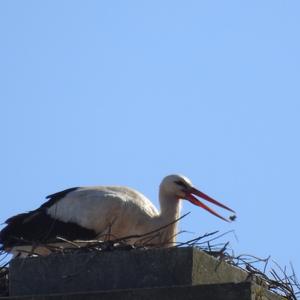 White Stork