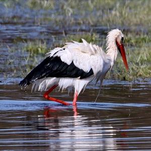 White Stork