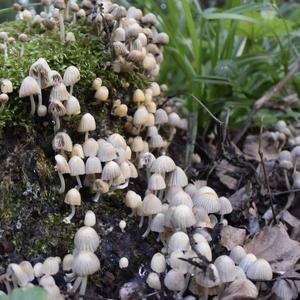 Non-inky Coprinus