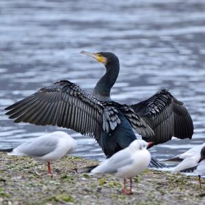 Great Cormorant