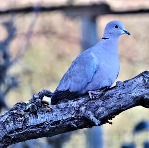 Eurasian Collared-dove